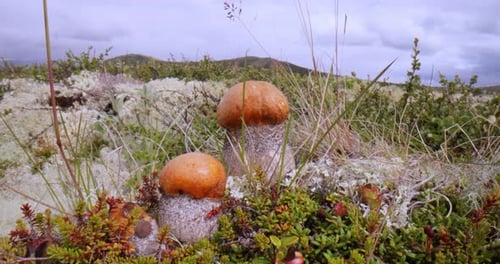 Beautiful boletus edulis mushroom in arctic tundra moss. White mushroom in Beautiful Nature Norway