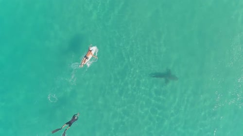 A drone view of sharks swimming in clear water, Hadera in Israel