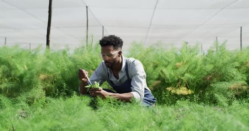 Man, pipette and plant samples for analysis, research and studying for growth, agro and greenhouse