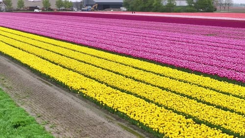 Vibrant Tulips Growing At The Flower Farm In Netherlands. - aerial shot