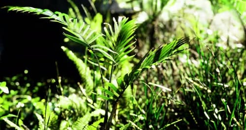 Lush Green Foliage in a Serene Natural Setting During Daytime Hours