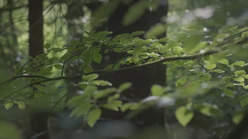 Gentle Light Through Spring Leaves in a Quiet Woodland
