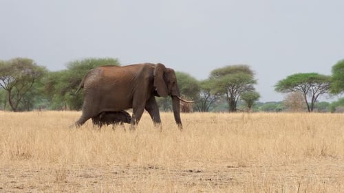 Elefantenmutter und ihr Kalb in der afrikanischen Savanne.