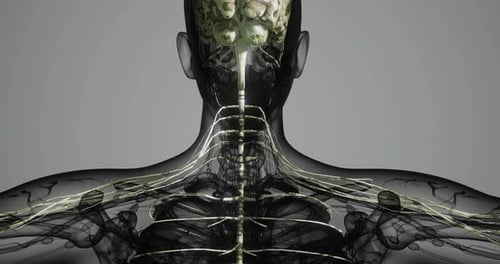Understanding the Complex Human Nervous System in a Detailed Visualization