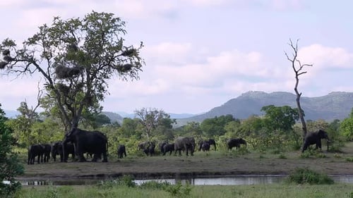 African bush elephant in Kruger National park, South Africa