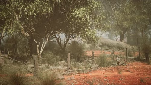 Serenity Unveiled A Scenic Path Through the Australian Bush