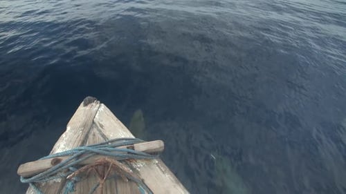 Dolphins swim following fishing boats