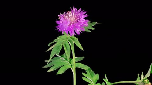 Purple Flower Blooming on Black Background