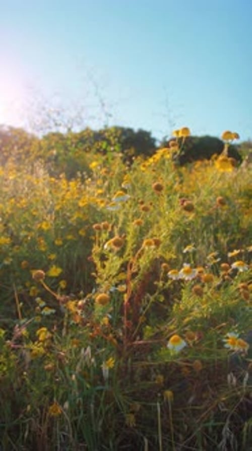 Field of Yellow Wildflowers Swaying Gently in the Golden Hour Sunlight