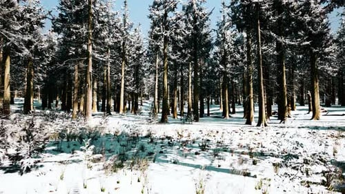 Sunset or Sunrise in the Winter Pine Forest Covered with a Snow