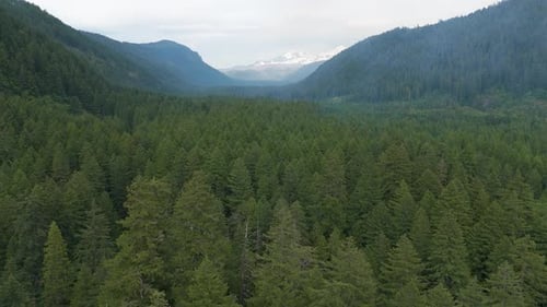 Aerial view of lush forest and mountains, United States.