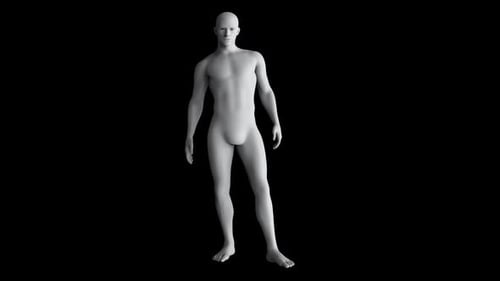 3D Male Human Body Model Alpha Channel Loop