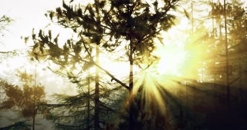 Sunlight Filters Through Trees in a Serene Forest Setting at Dawn