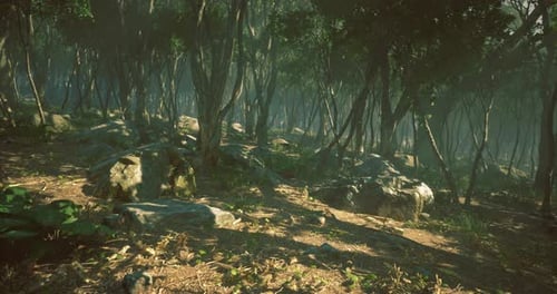 Mysterious Forest Shrouded in Mist with Rocks and Dense Trees in Daylight