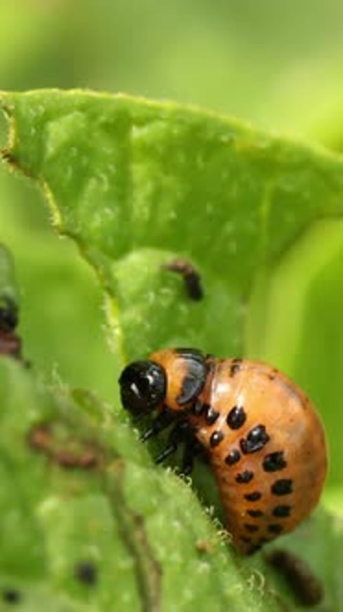 Larven von Leptinotarsa Decemlineata fressen