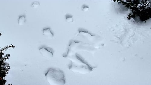 Snow Covered Ground and Footprints on a Winter Day