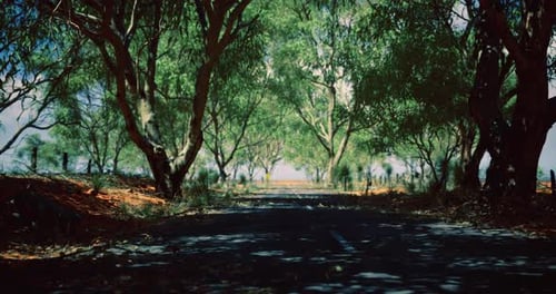 Serene Road Shaded By Trees During a Bright Day in a Rural Area