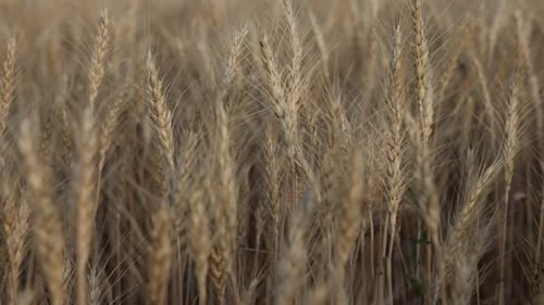 Golden wheat ears growing in field, closeup. Camera moving right