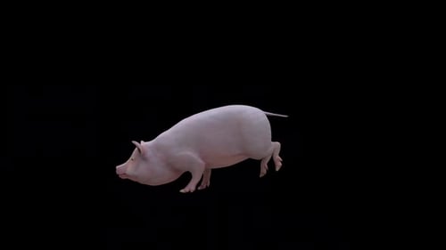 3D Animated Pig Trotting with Alpha Channel