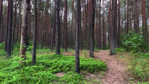 shot of the forest path way in dense green calm forest during the daytime
