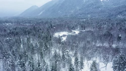 Beautiful snow scene forest in winter. Flying over of pine trees covered with snow.