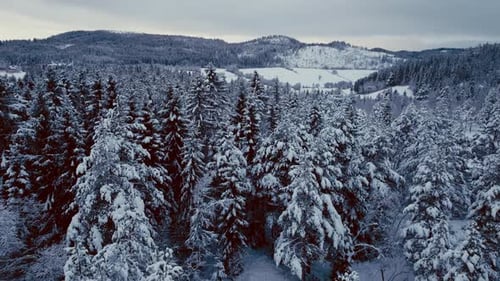 Snowy Pine Trees In The Mountain Forest During Winter In Norway. - aerial shot