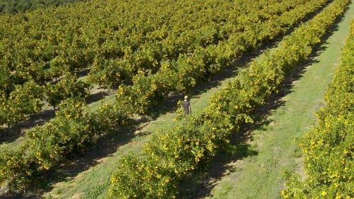 This is where vitamin C comes from