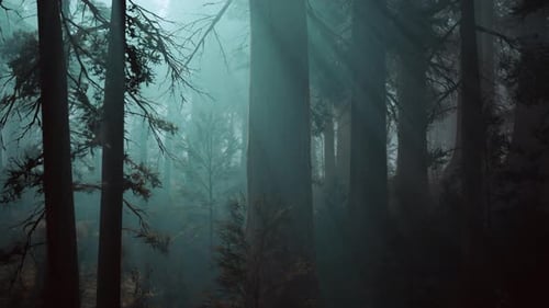 Sequoia Forest Majestic Tall Trees in a Lush Woodland