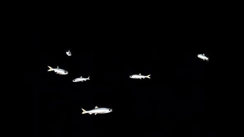Herring Fish Swim 2