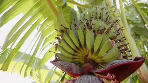 Banana Tree with Unripe Green Bananas Growing
