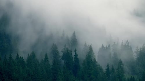 Timelapse Rainy Weather Mountains Misty Fog Forest Tree Wood Pine