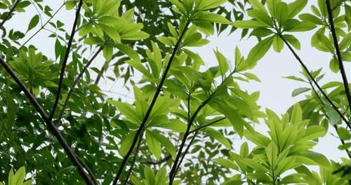 Lindas folhas verdes claras que se estendem em várias direções.
