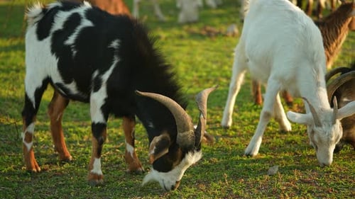 A Colorful Goat with Long Large Horns Eats Grass From the Floor While the Herd is in an Open Area on