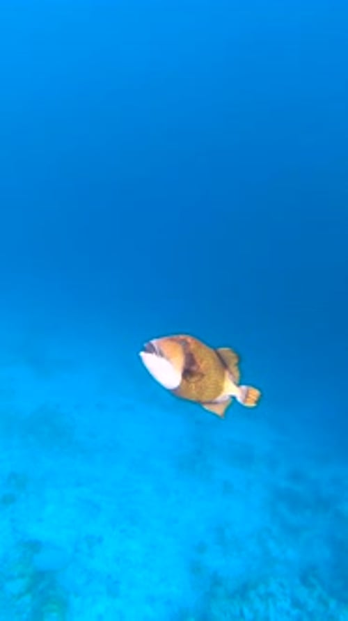 Un baliste Titan nage gracieusement sous l'eau à Bora Bora, entouré d'une étendue bleue et de coraux