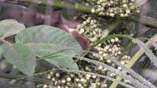 Groundhog Feeding On Fruits Of A Tree. Marmota Monax. closeup