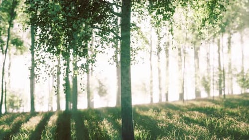 Birch Forest in Sunlight in the Morning