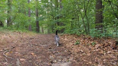 Cat walking in the woods.