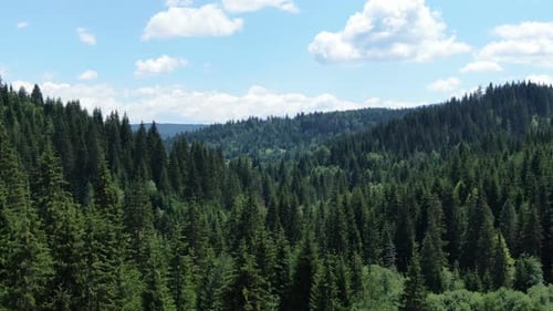 Ein Landschaftsbild, das einen dichten Wald mit hohen Bäumen, ein hügeliges Gebiet im Hintergrund und ein blaues