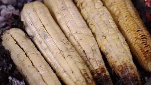 Grilled corn roasting on coals