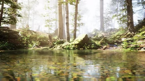 A Stream Running Through a Lush Green Forest