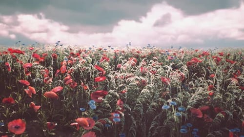 Lebendige Wildblumenwiese unter bewölktem Himmel im Frühling