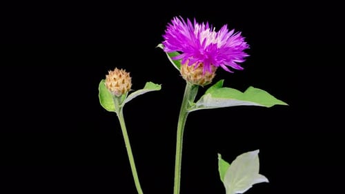 Time Lapse of Beautiful Purple Flower Blooming