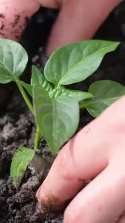 Closeup of a Woman's Hand Planting a Young Green Plant Dry Soil in the Garden Vertical Video