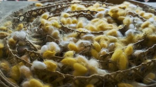 Close Up of Yellow and White Silkworm Cocoons in Traditional Bamboo Tray at Silk Factory Chiang Mai