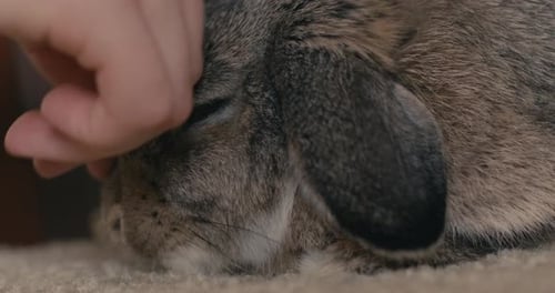 Sweet Rabbit Receives Affection at Home