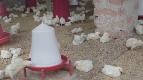 There are baby chickens in the poultry farm.