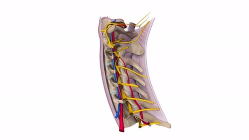 Medical illustration of human cervical spine nerve anatomy