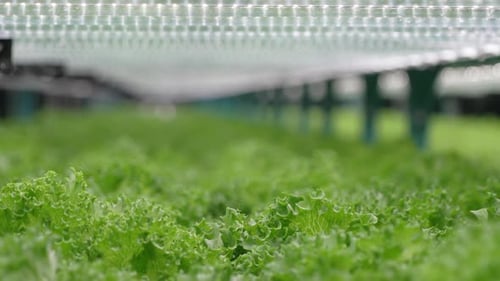 Technician works at vegetable hydroponic farm.