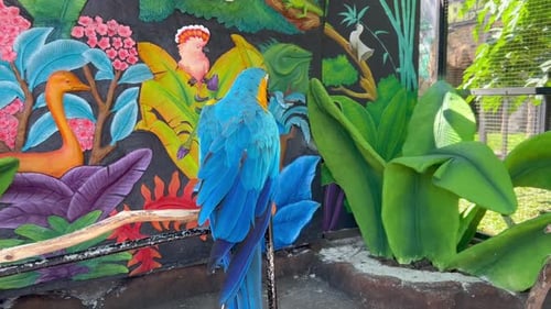 Blue and Yellow Macaw Perched in Zoo Enclosure