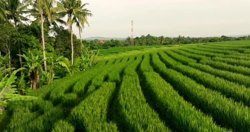Rows of verdant rice crops next to lush forested area, low aerial dolly